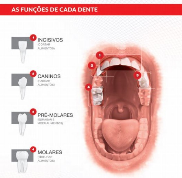 Função dos dentes