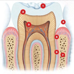 Por dentro do dente